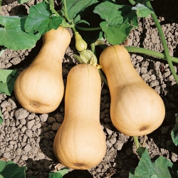 Dynia LISCIA  (piżmowa) 100 g